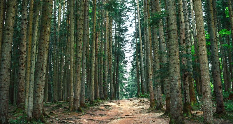academia-oposiciones-agente-forestal academia-oposiciones-agente-forestal